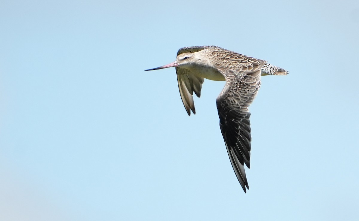 Bar-tailed Godwit - ML646387660