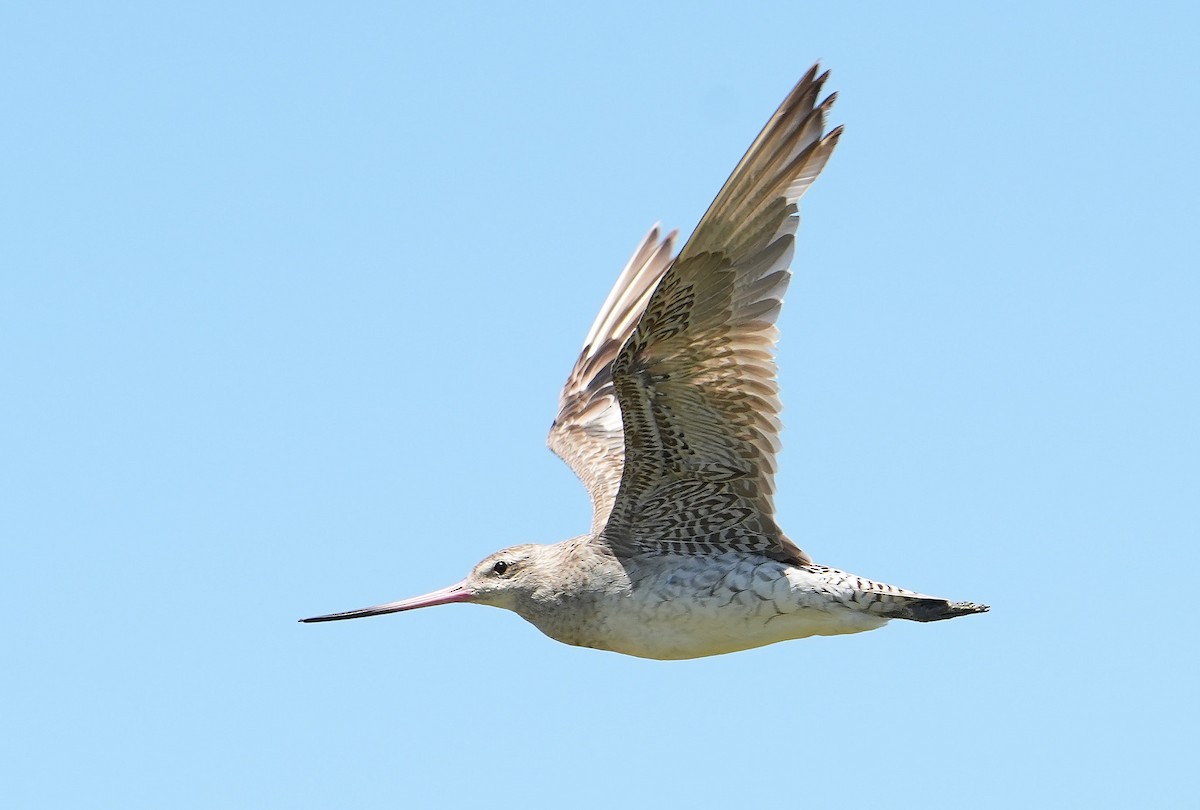 Bar-tailed Godwit - ML646387661