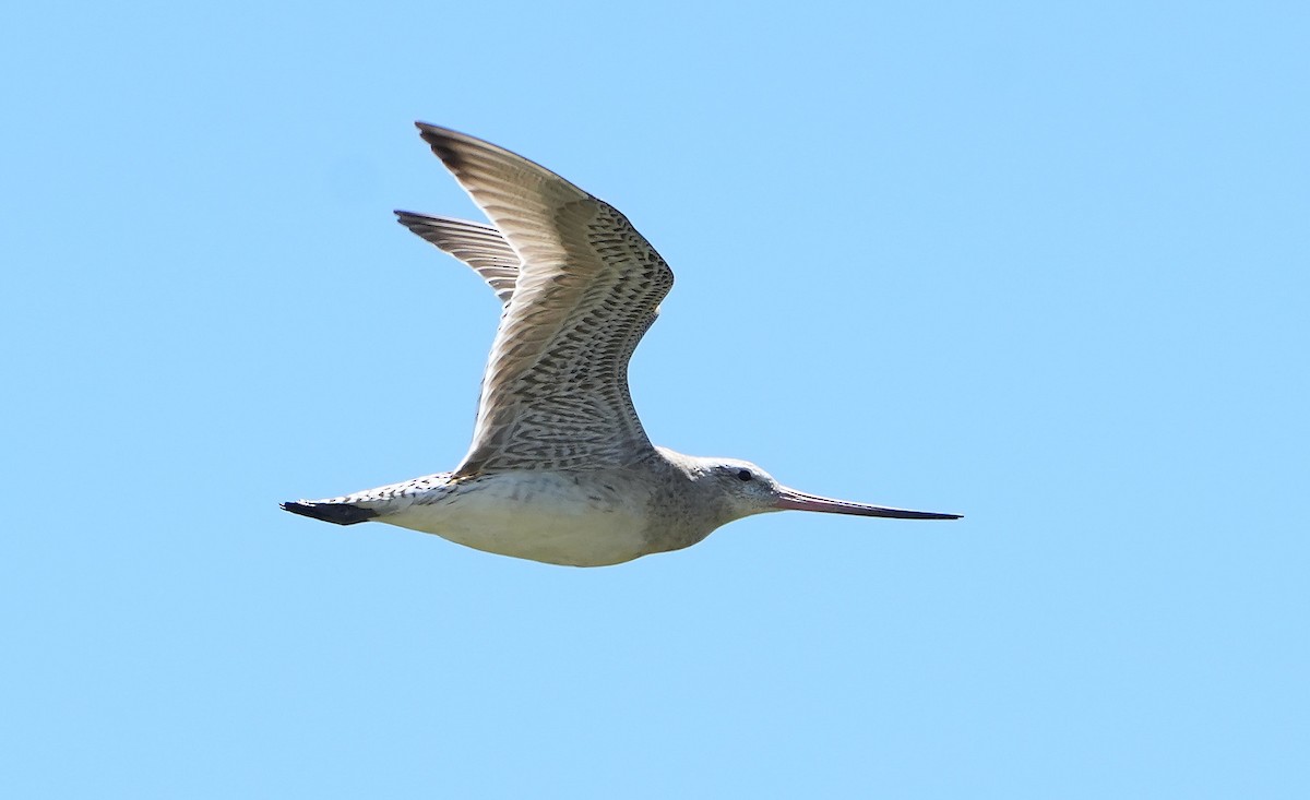 Bar-tailed Godwit - ML646387662
