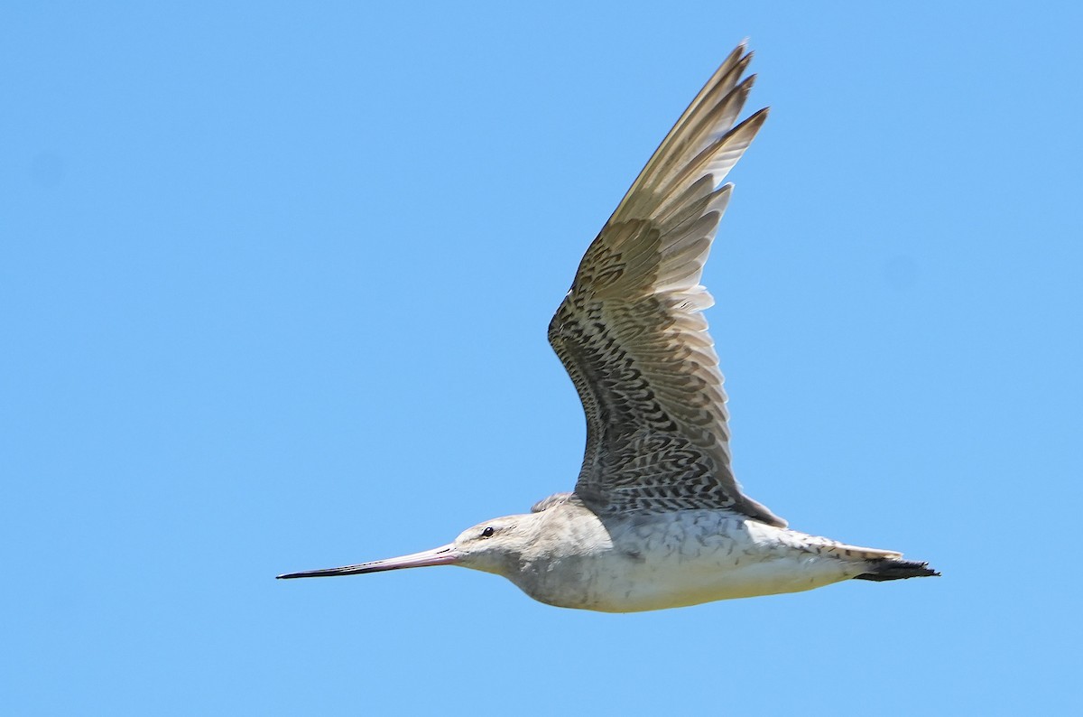 Bar-tailed Godwit - ML646387663