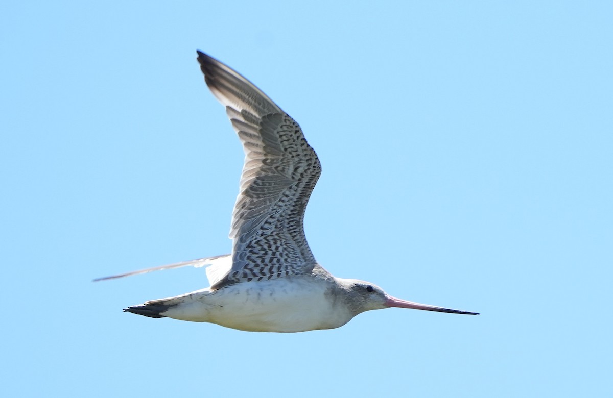 Bar-tailed Godwit - ML646387664
