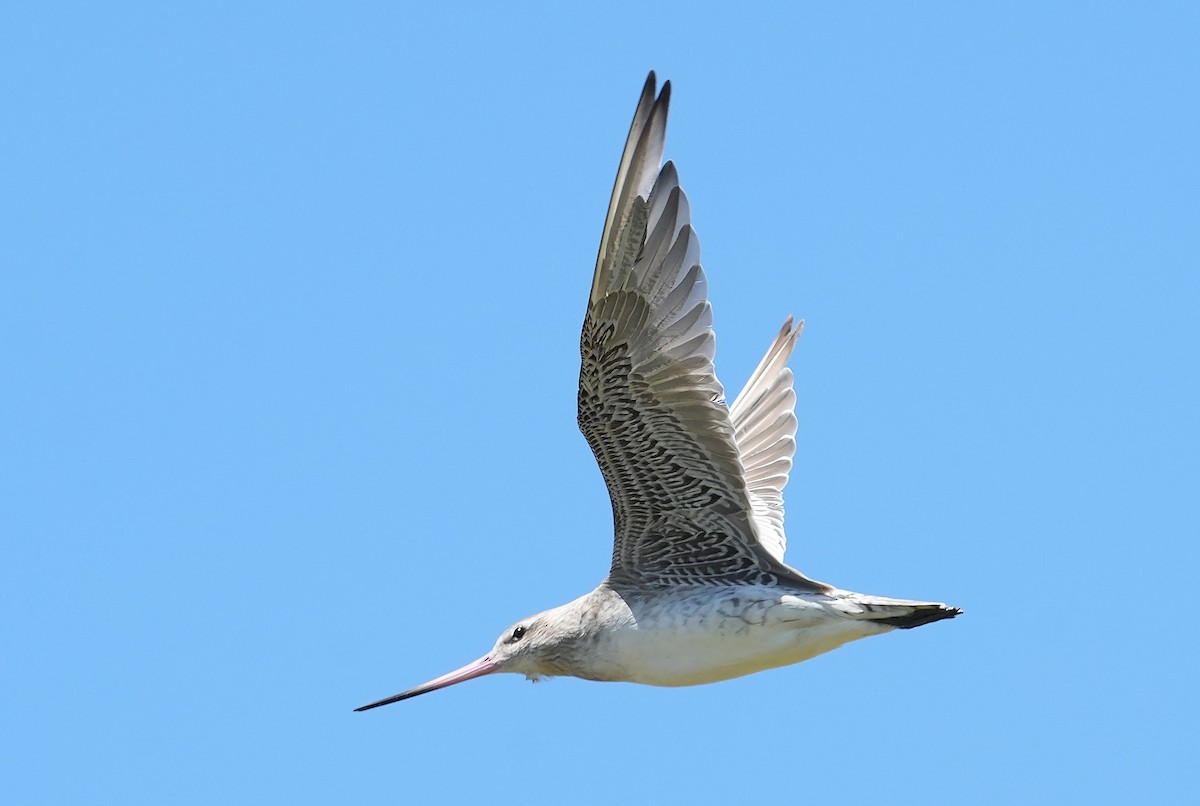 Bar-tailed Godwit - ML646387665