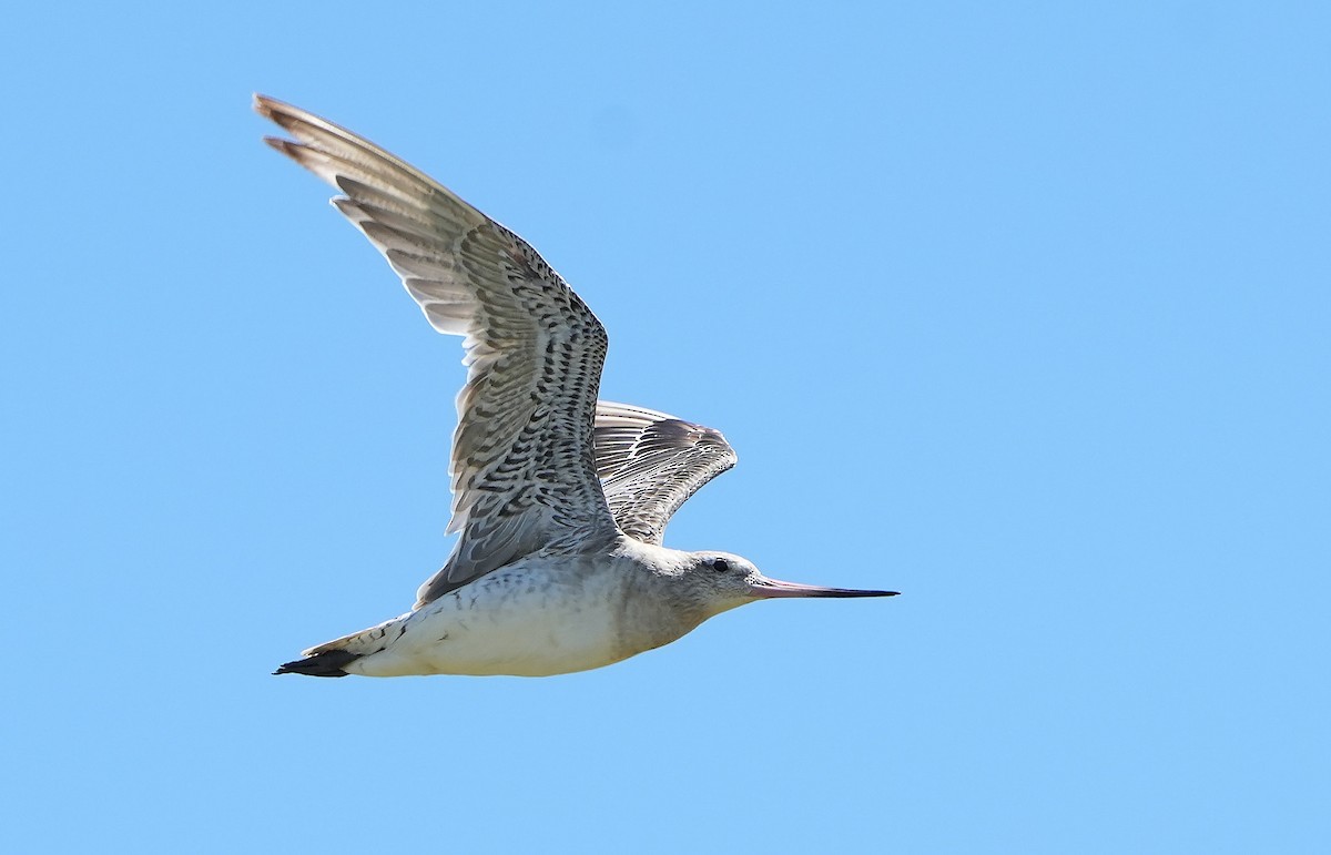 Bar-tailed Godwit - ML646387666