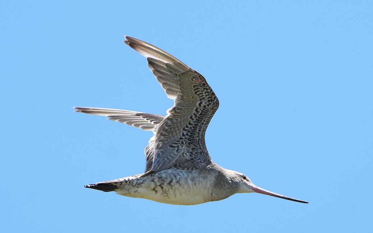 Bar-tailed Godwit - ML646387667