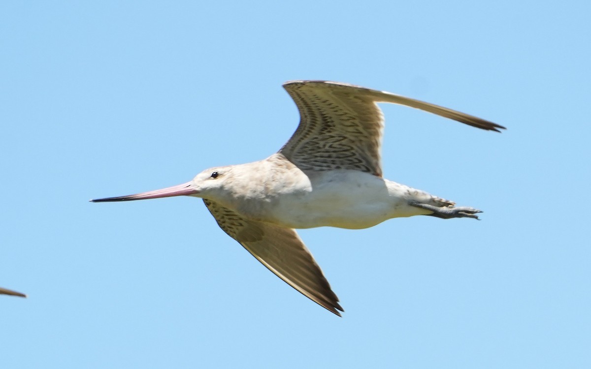 Bar-tailed Godwit - ML646387668