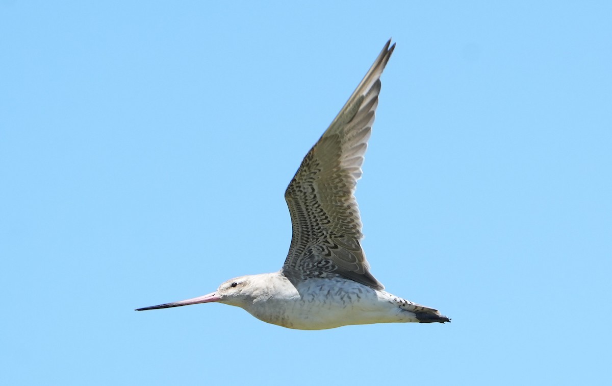 Bar-tailed Godwit - ML646387669
