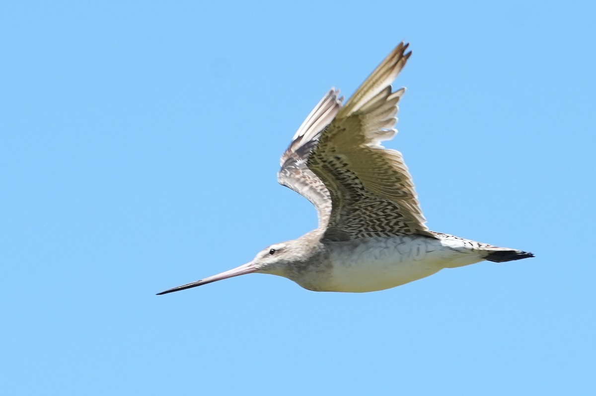 Bar-tailed Godwit - ML646387670
