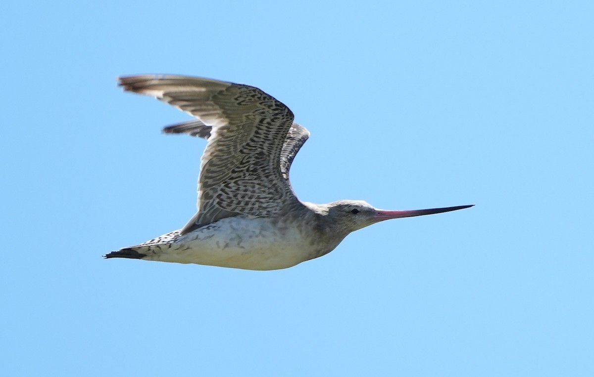 Bar-tailed Godwit - ML646387671