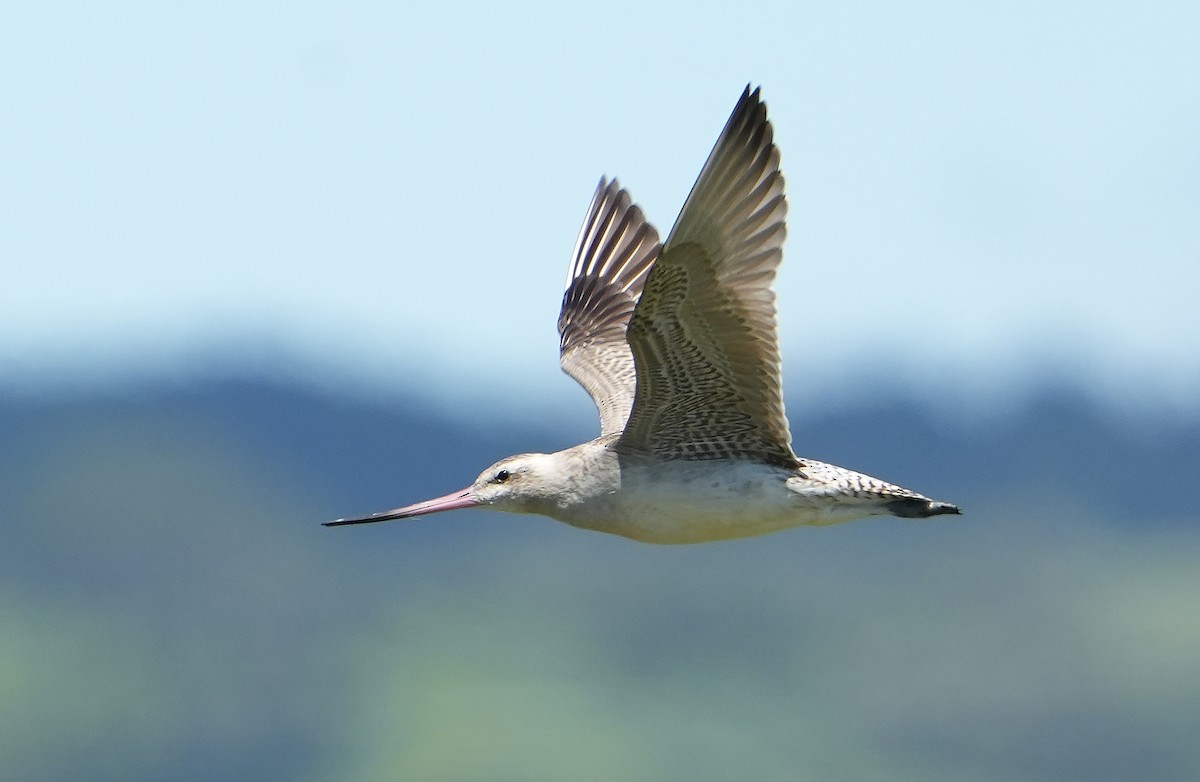 Bar-tailed Godwit - ML646387672