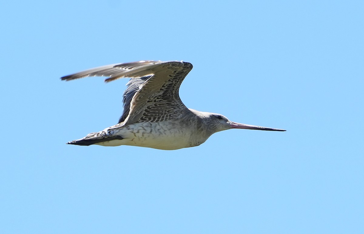 Bar-tailed Godwit - ML646387673