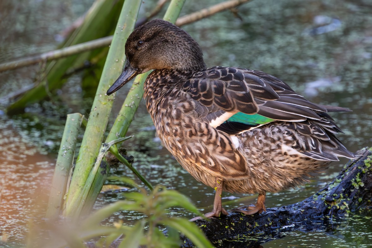 Green-winged Teal (Eurasian) - ML646387677