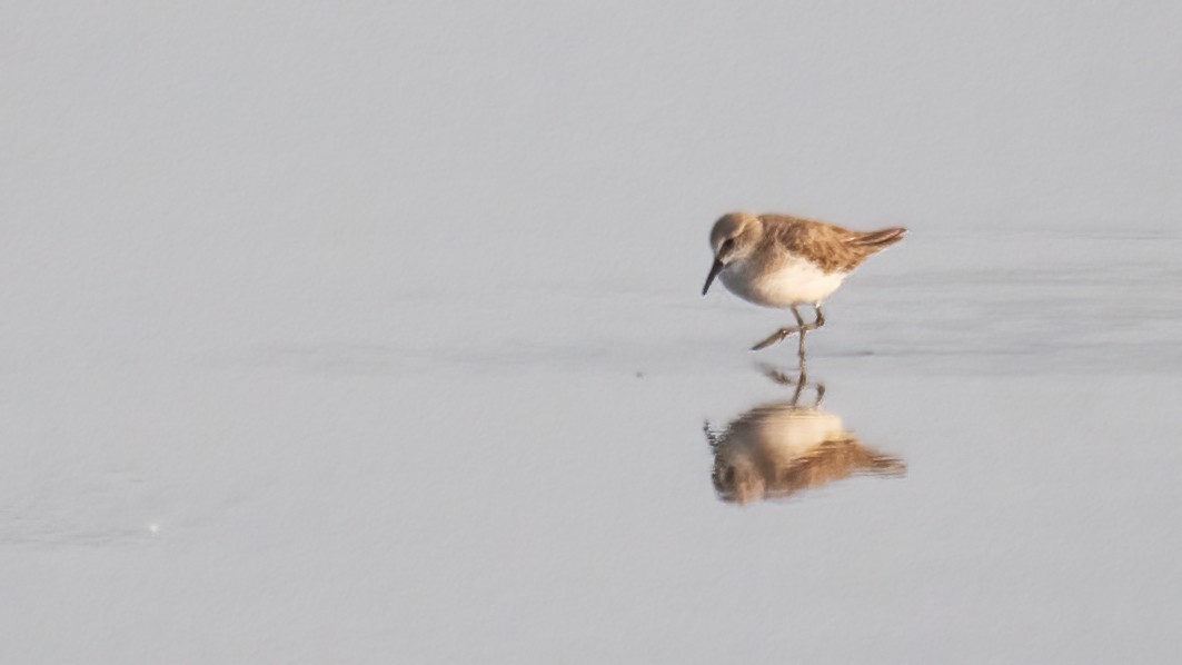 Little Stint - ML646387678