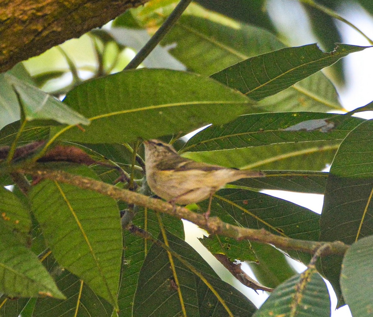 Greenish Warbler - ML646387679