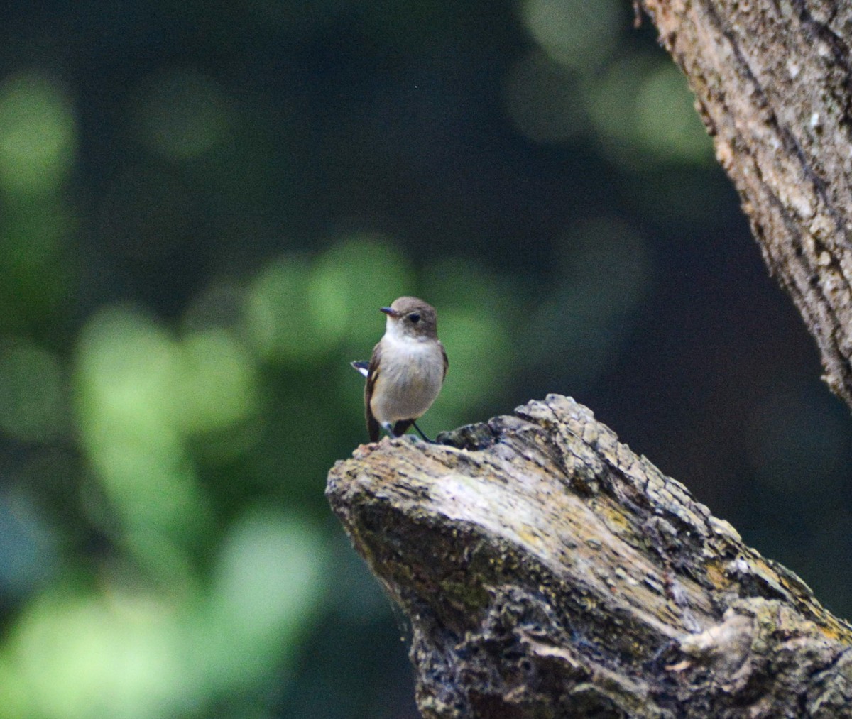 Taiga Flycatcher - ML646387680