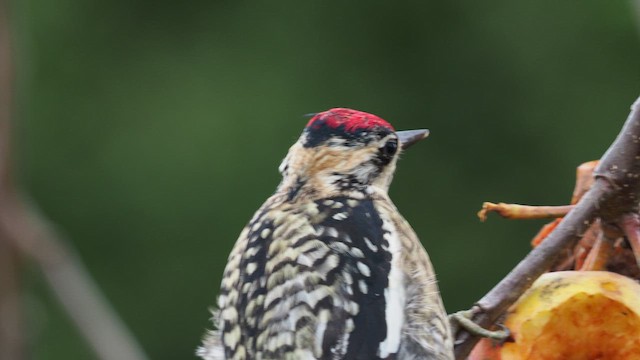 Yellow-bellied Sapsucker - ML646387682
