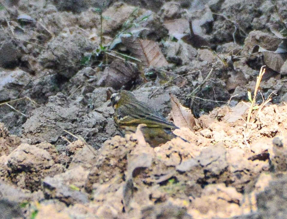 Olive-backed Pipit - ML646387685