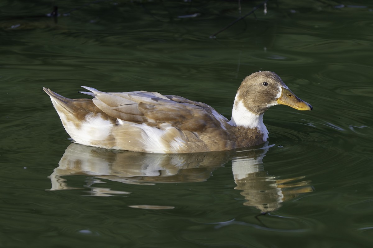 Тэжээмэл нугас - ML646387686