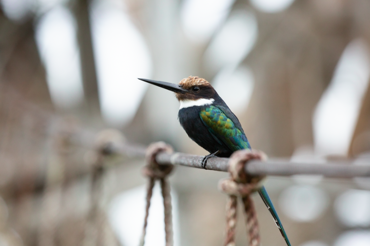 Paradise Jacamar - ML646387687