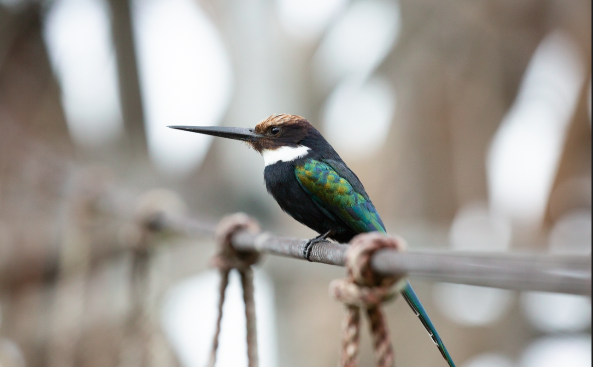 Paradise Jacamar - ML646387688