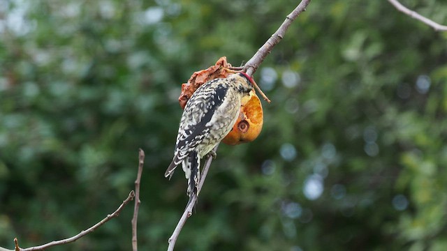 Yellow-bellied Sapsucker - ML646387691
