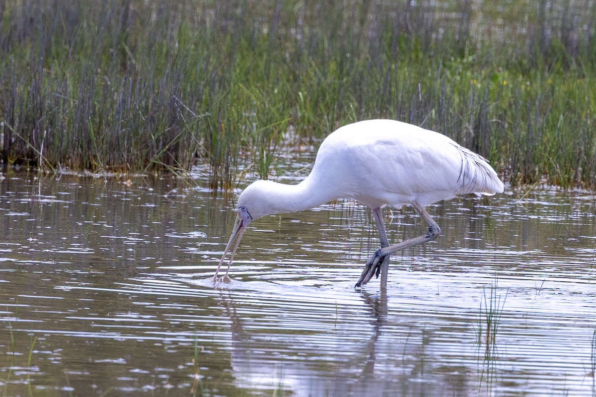 Yellow-billed Spoonbill - ML646387692