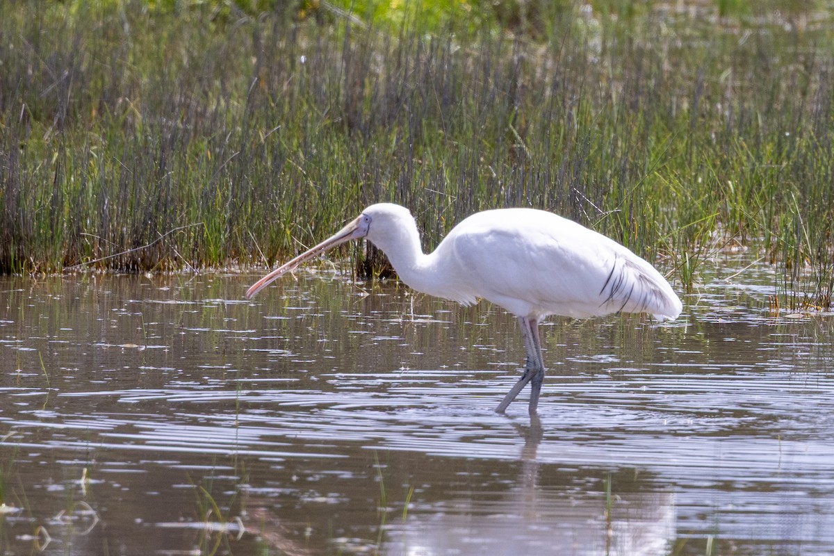 Yellow-billed Spoonbill - ML646387693