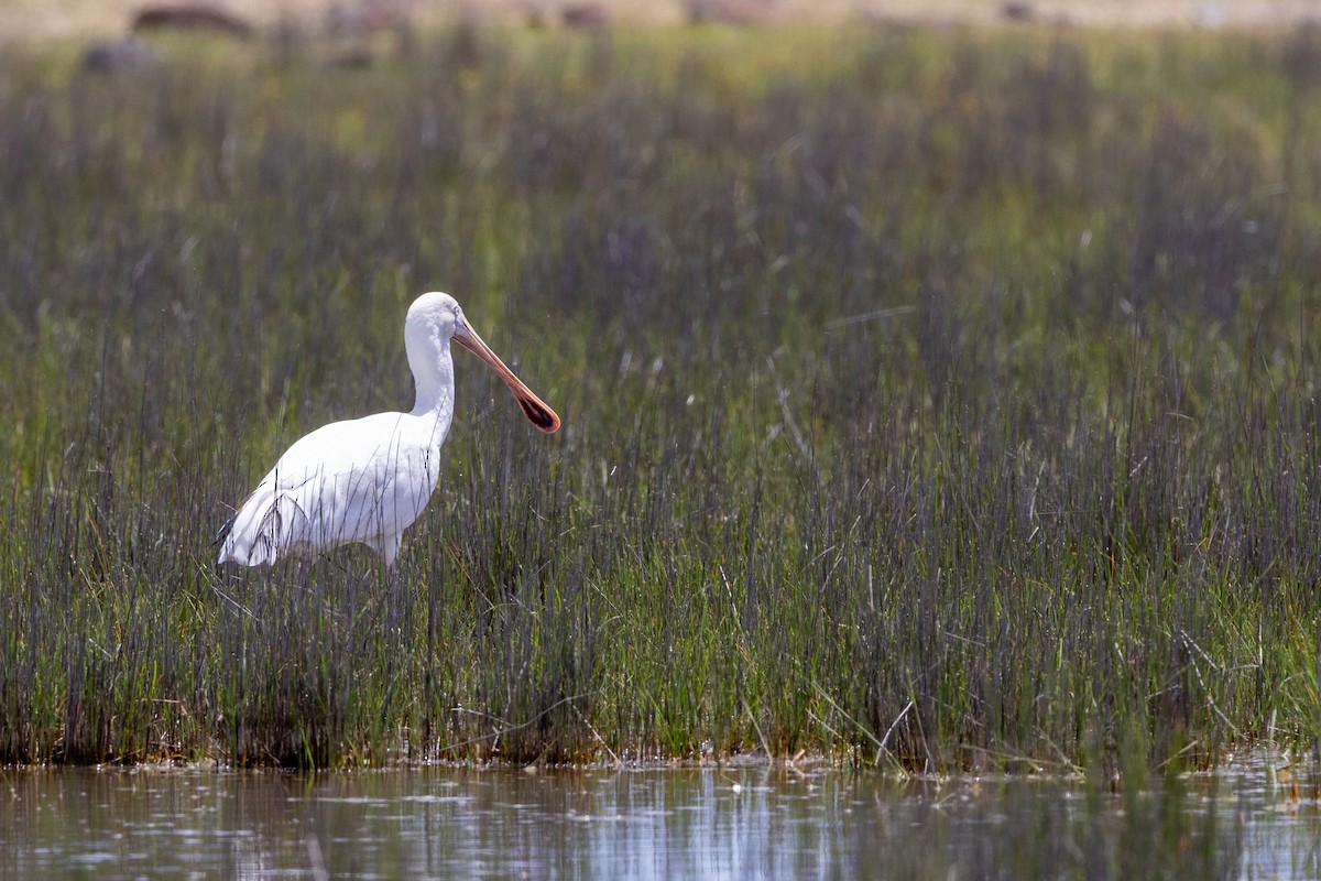 Yellow-billed Spoonbill - ML646387694