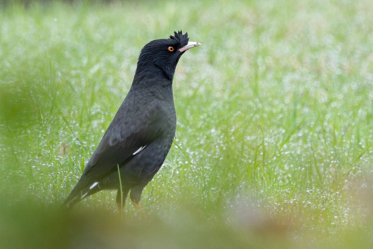 Crested Myna - ML646387712