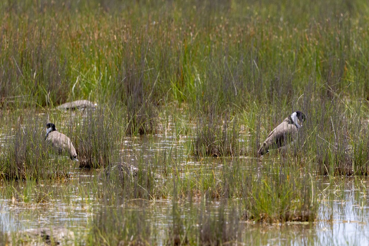Masked Lapwing - ML646387714
