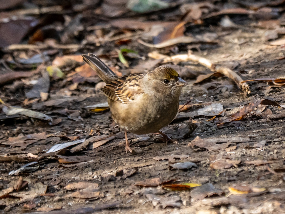 Golden-crowned Sparrow - ML646387715