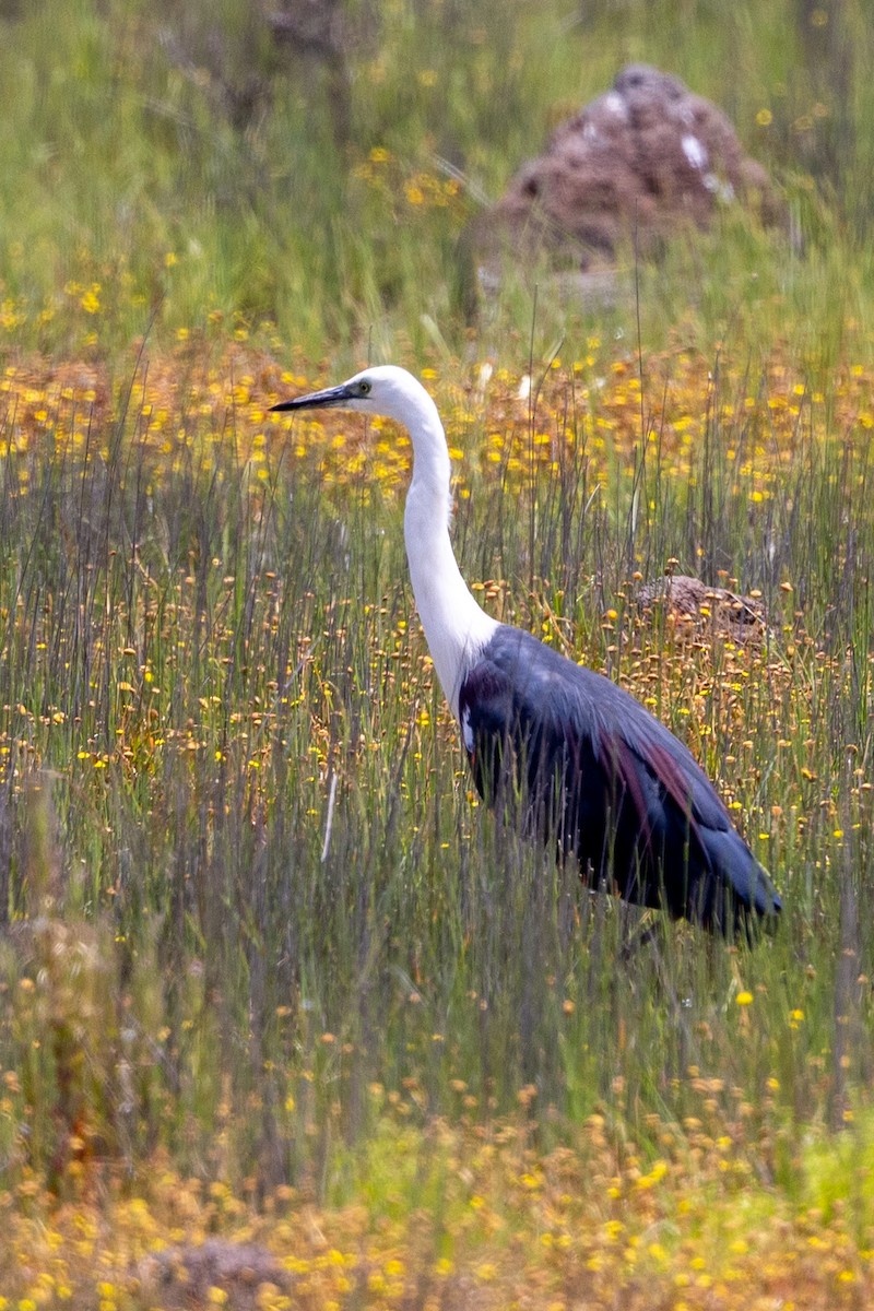 Pacific Heron - ML646387717