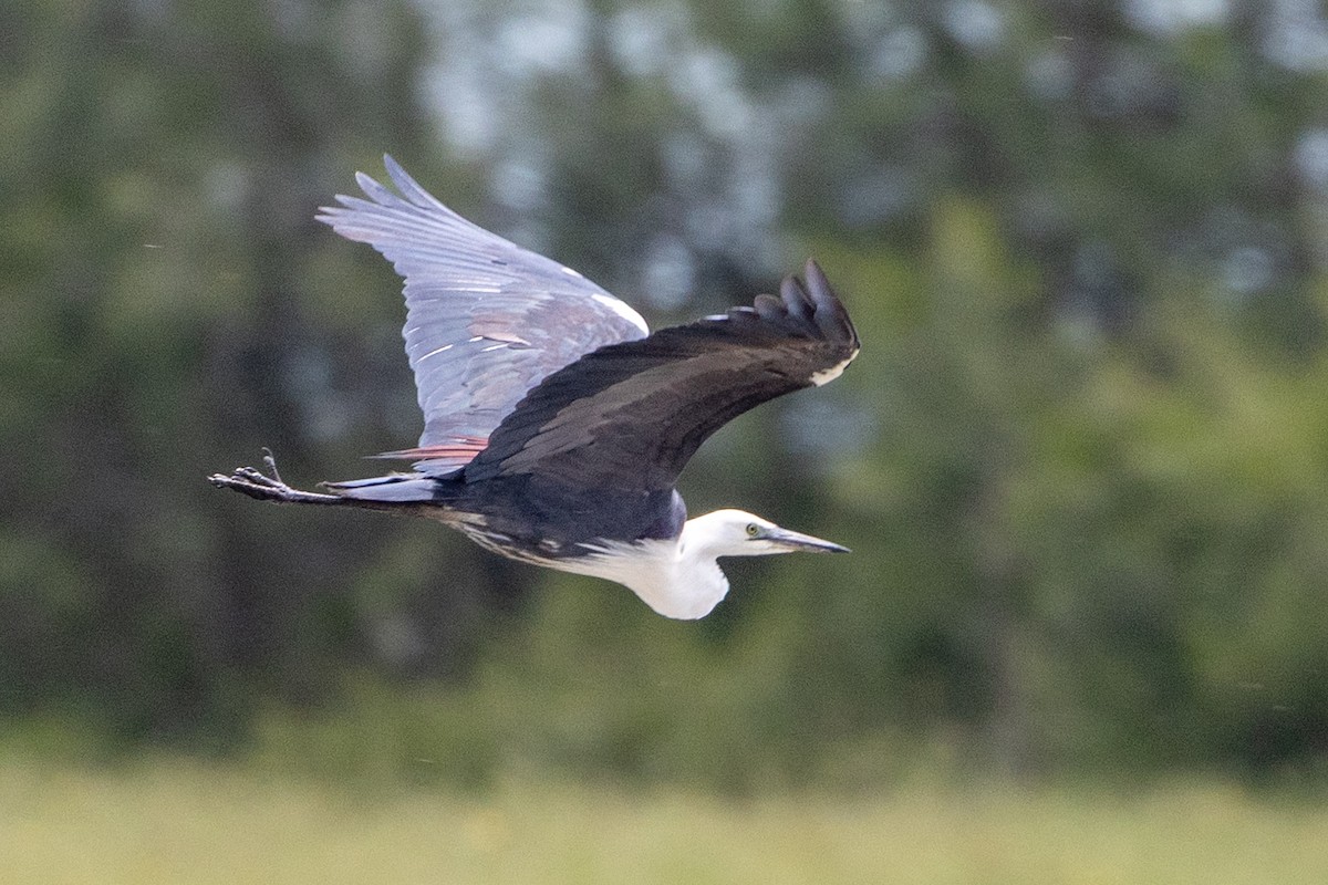 Pacific Heron - ML646387718