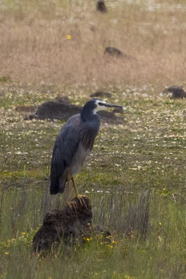 White-faced Heron - ML646387719