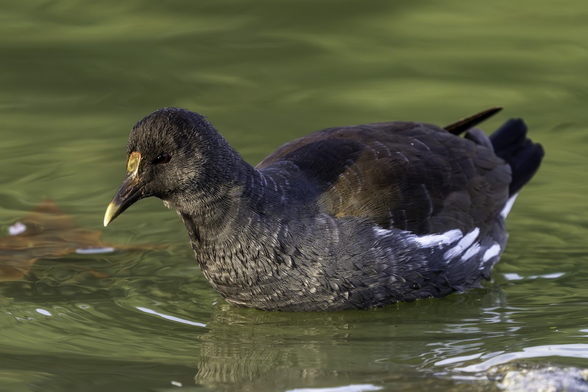 Курочка латиноамериканська - ML646387720