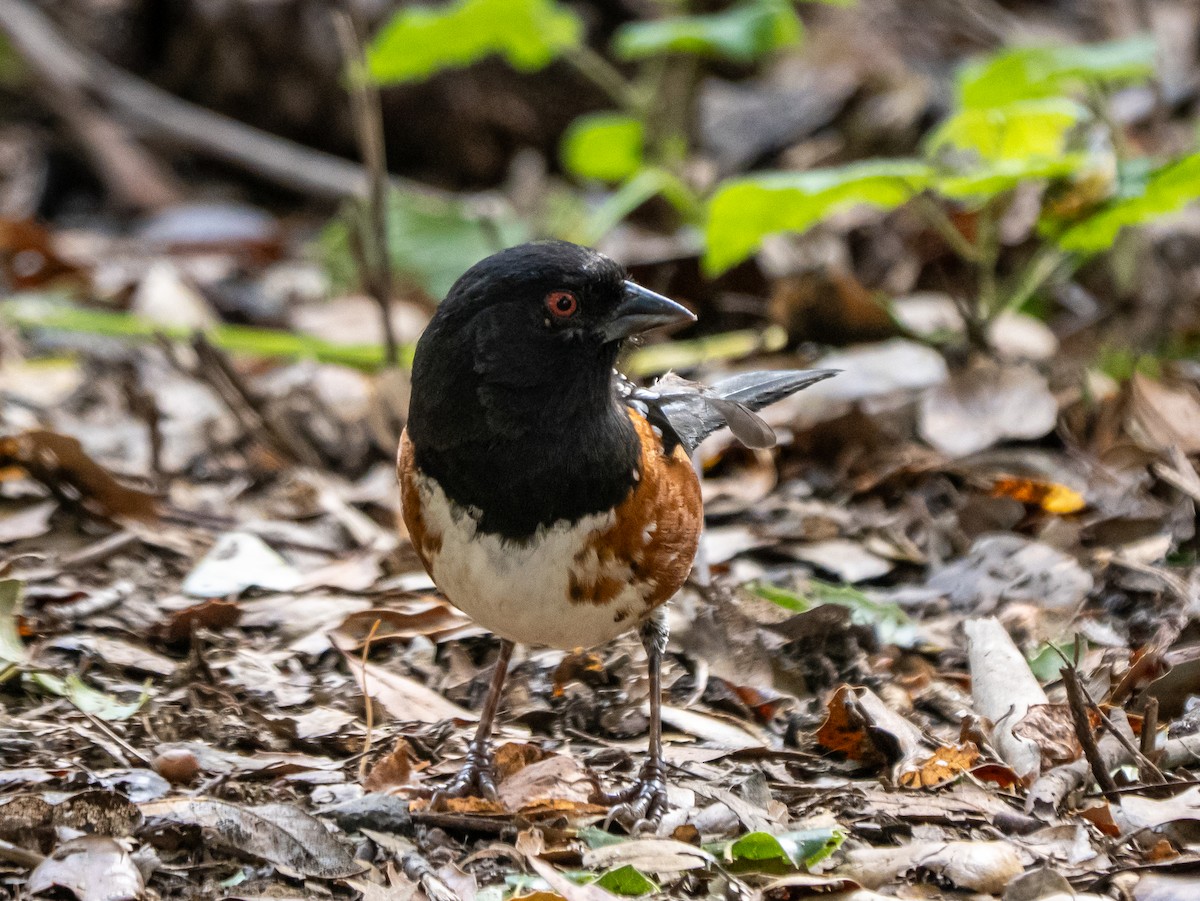 Spotted Towhee - ML646387721