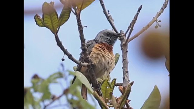 Miombo Rock-Thrush - ML646387725