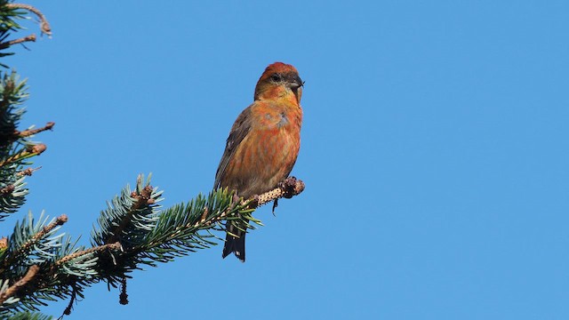 Red Crossbill - ML646387726