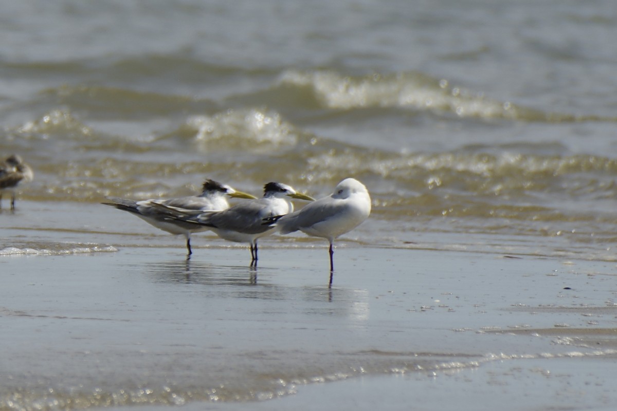 Great Crested Tern - ML646387728