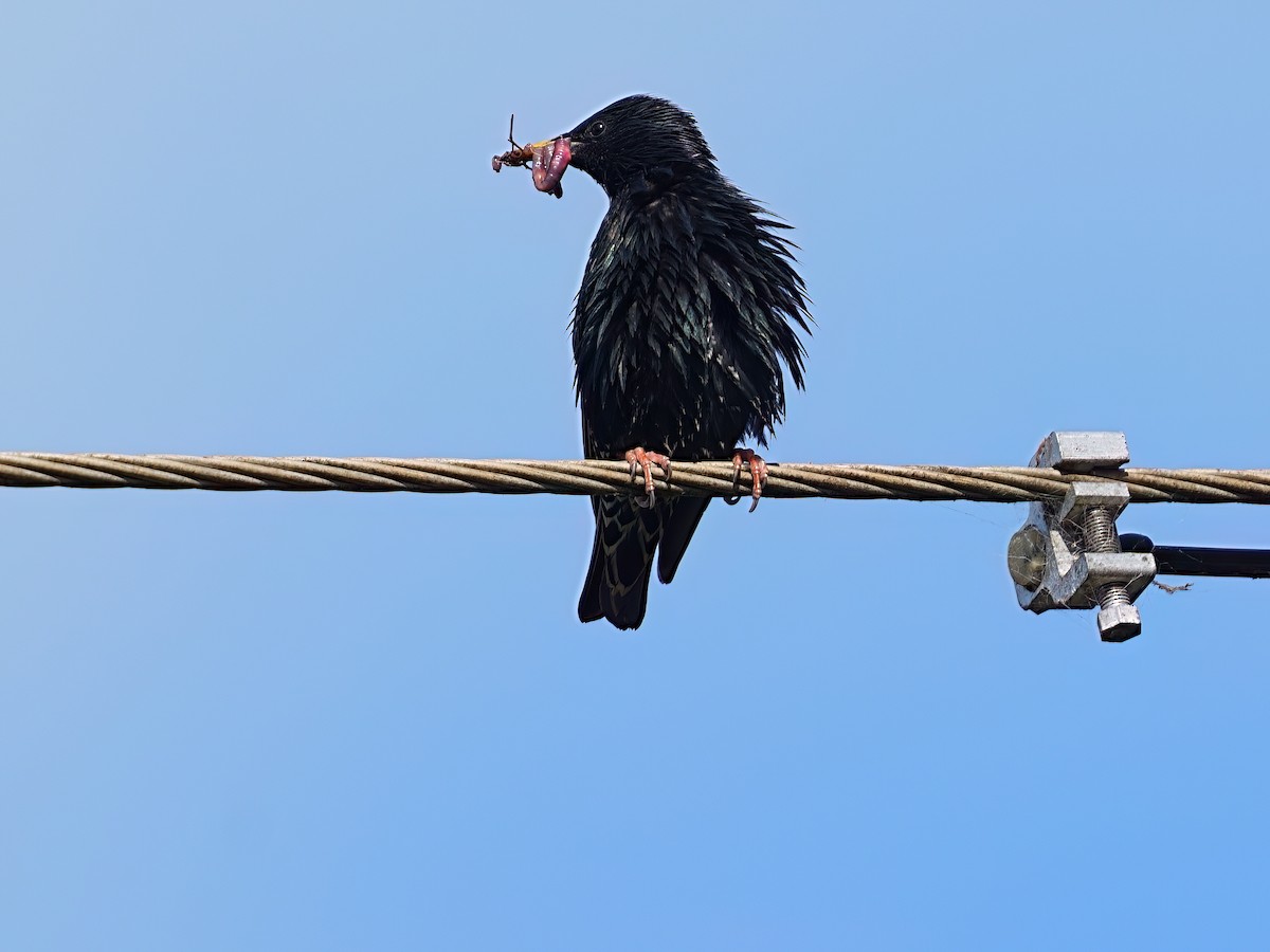 European Starling - ML646387732