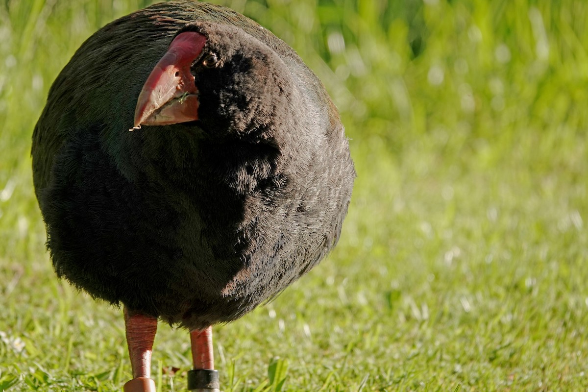South Island Takahe - ML646387734