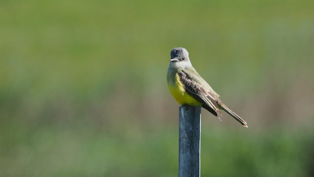 Tropical Kingbird - ML646387735