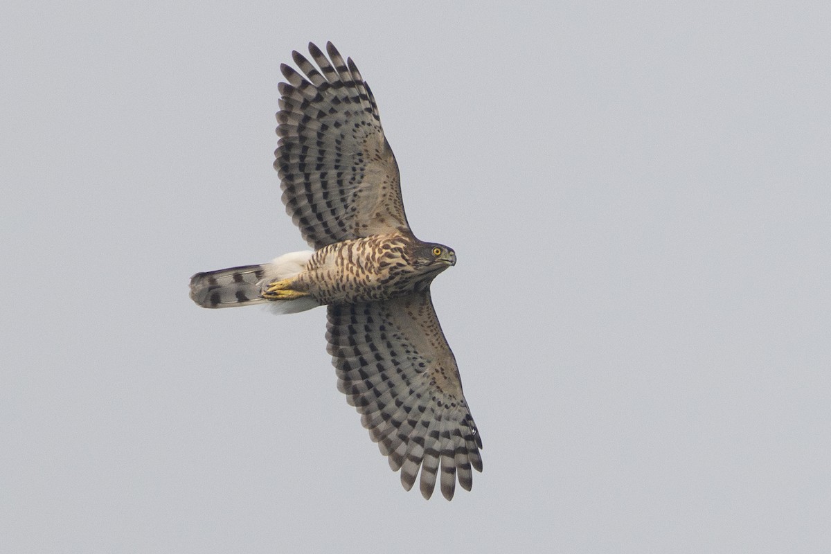 Crested Goshawk - ML646387736