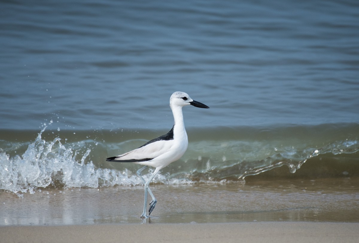 Crab-Plover - ML646387737