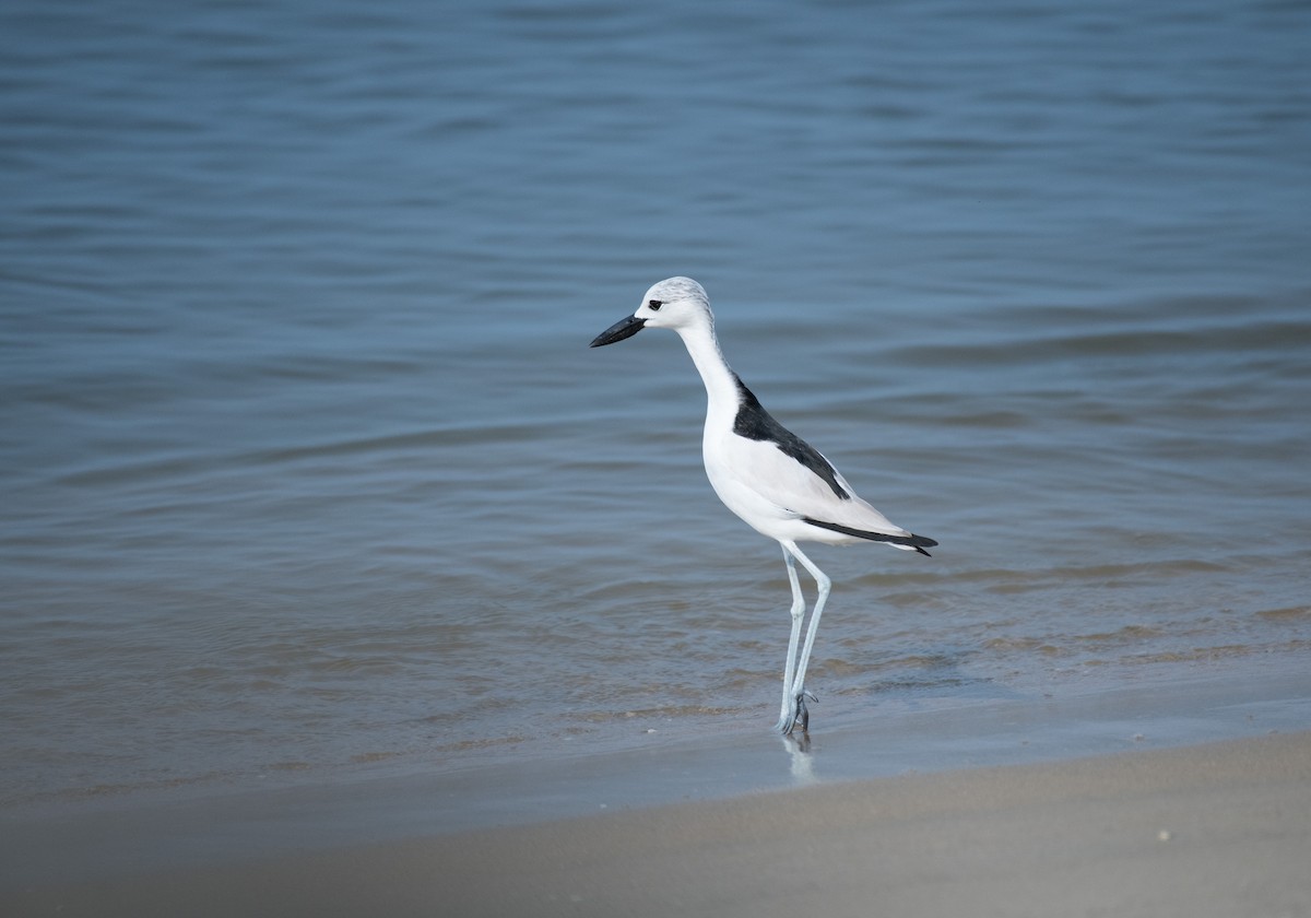 Crab-Plover - ML646387738