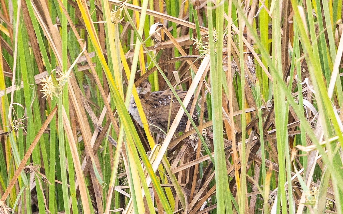 Baillon's Crake - ML646387739