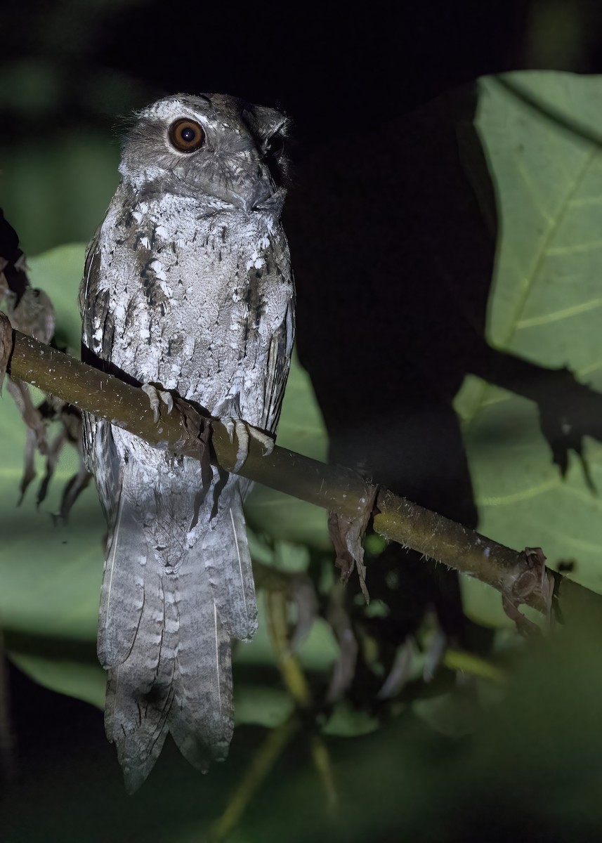 チャイロガマグチヨタカ - ML646387740