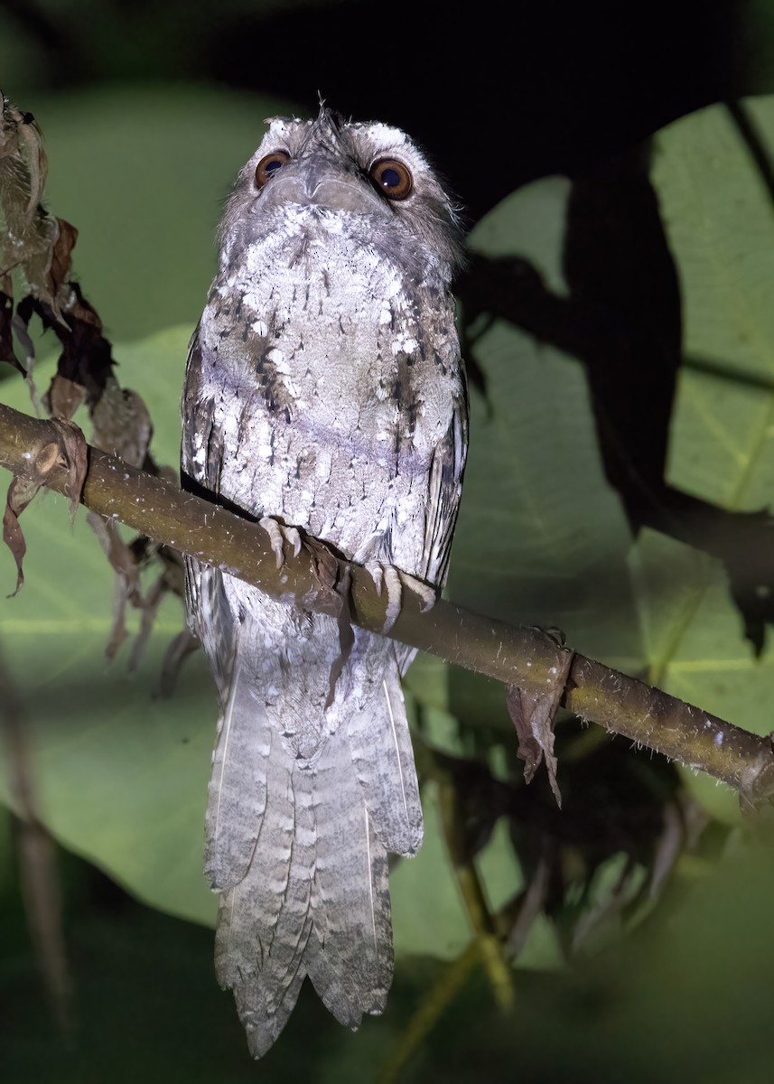 チャイロガマグチヨタカ - ML646387742