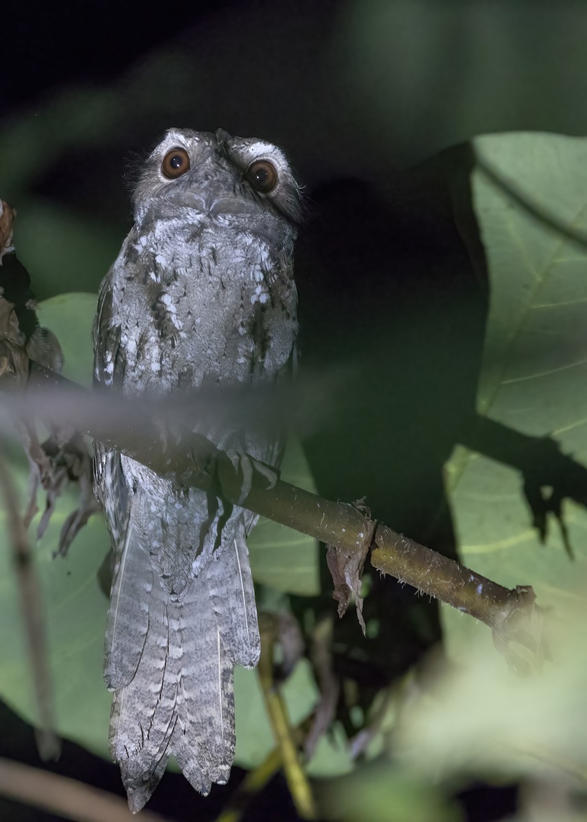 チャイロガマグチヨタカ - ML646387743