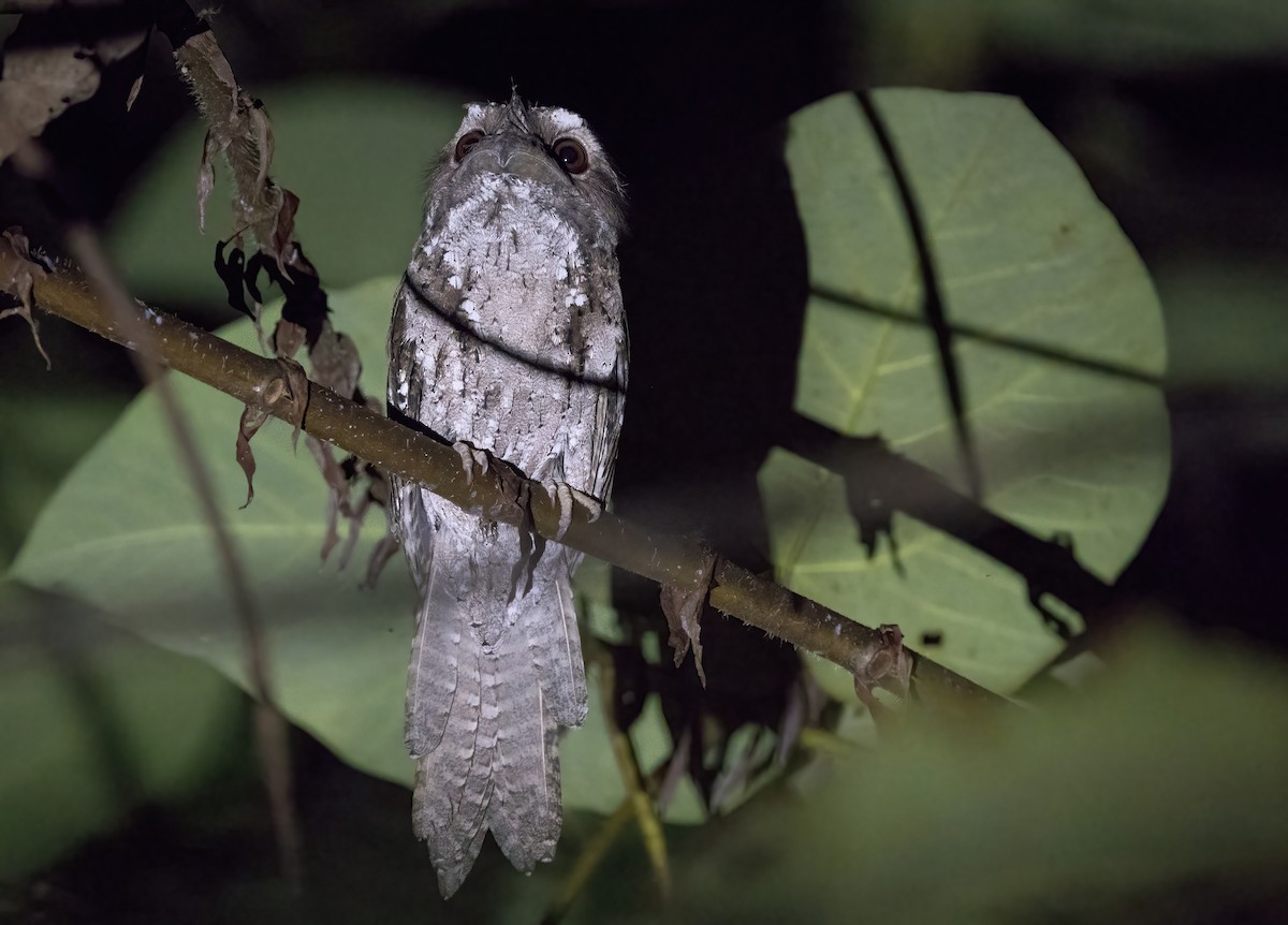 チャイロガマグチヨタカ - ML646387744