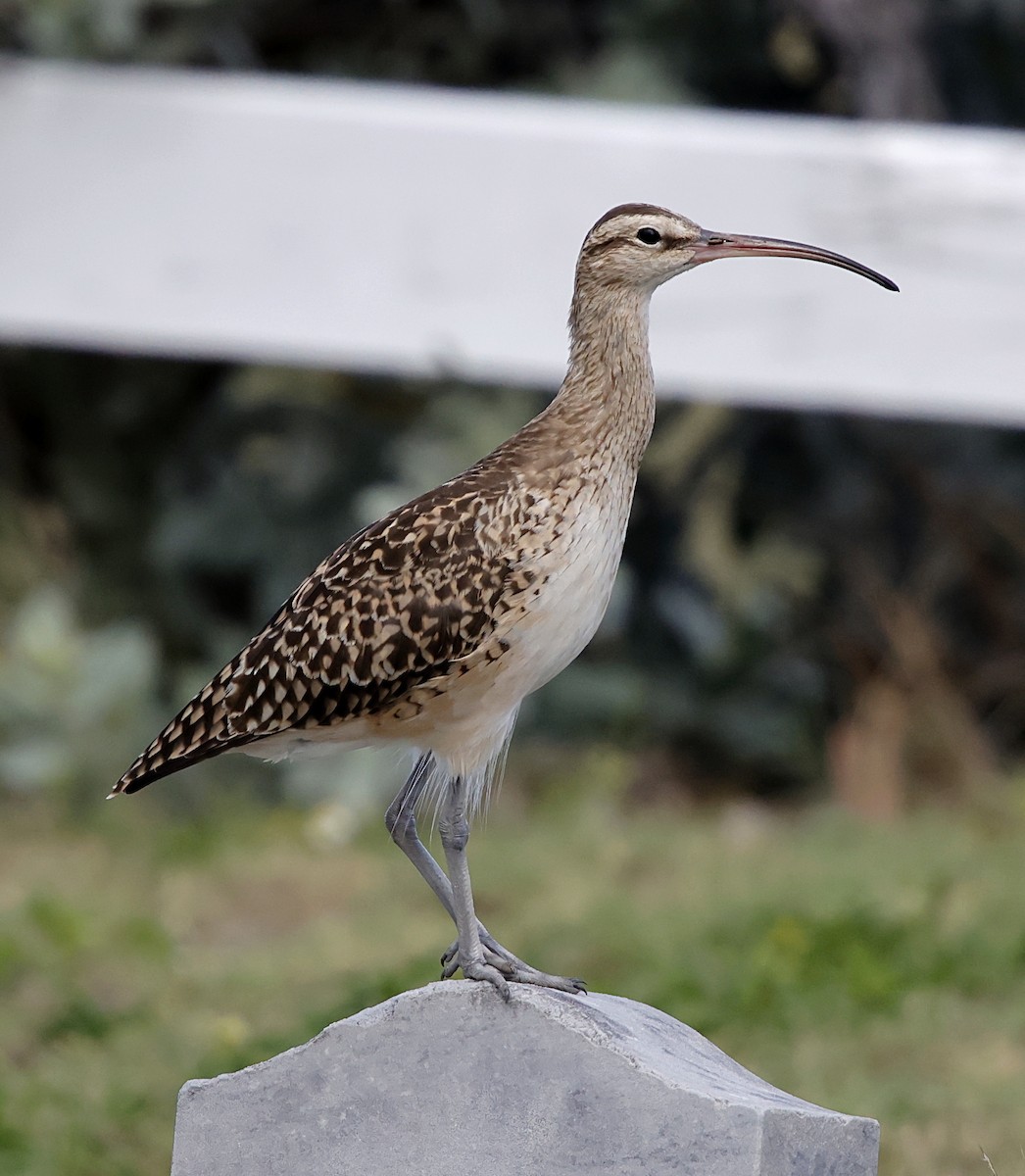 Bristle-thighed Curlew - ML646387747